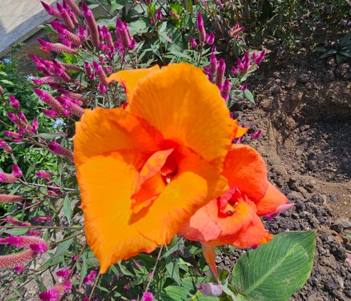 botanic22
